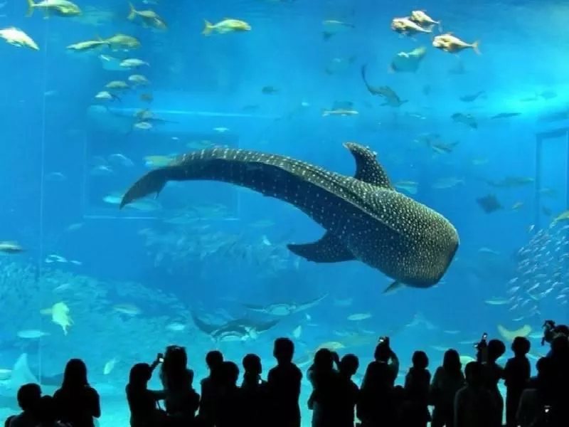 Atividades interativas no Temaikén Visitantes alimentando pinguins no Bioparque Temaikén.