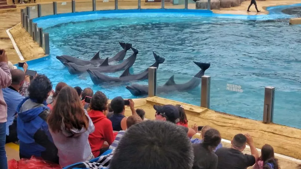 Show de golfinhos no Mundo Marino Show de golfinhos no parque Mundo Marino, Argentina.