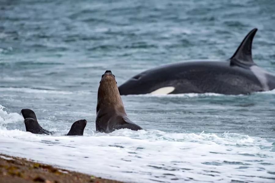 Outono em Porto Madryn Paisagem de outono em Porto Madryn com cores alaranjadas.