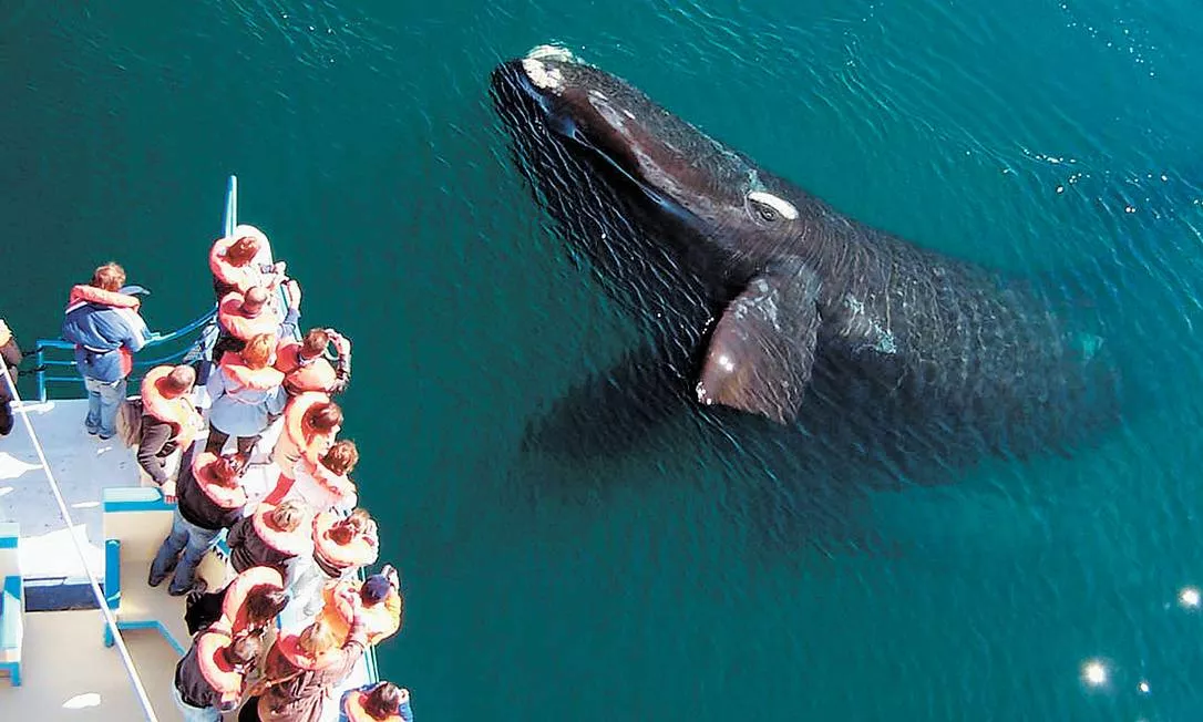 Temporada de observação de baleias em Porto Madryn Baleia franca austral saltando no mar de Porto Madryn.