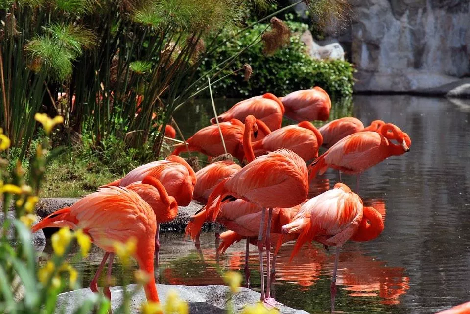 Roteiro perfeito para os amantes da fauna e flora em Buenos Aires